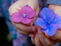 Cuaresma - 40 ideas para aprovechar más la temporada Flowers Donate Give Contribute donations gifts contributions