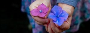 Flowers Donate Give Contribute donations gifts contributions