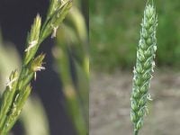 parable wheat tares weeds excommunication 16th sixteenth Sunday Ordinary time A parabola del trigo y la cisaña parabola grano zizzania erbacce scomunica sedicesima domenica tempo ordinario A