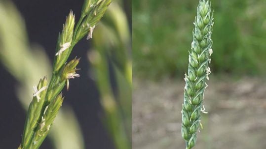 parable wheat tares weeds excommunication 16th sixteenth Sunday Ordinary time A parabola del trigo y la cisaña parabola grano zizzania erbacce scomunica sedicesima domenica tempo ordinario A