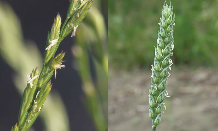 wheat and tares ripe