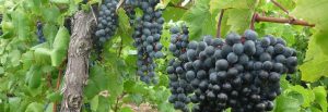 vine branches cyril fruit John 15