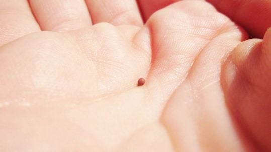 mustard seed faith francis sultan be not afraid 27th Sunday Ordinary cfe semilla de mostaza No tengan miedo francisco francesco fede quanto un seme di senape non temere