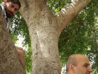 zacchaeus tax collector sycamore tree grace jericho zaccheus