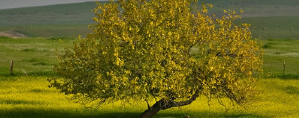 Mustard seed Tree