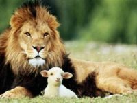 Adviento - La razón para la temporada peace second 2nd sunday advent season repentance penance fast before feast lion lamb