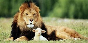peace second 2nd sunday advent season repentance penance fast before feast lion lamb