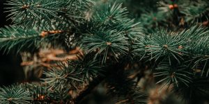 christmas tree up close blessings sacramentals irina iriser pexels