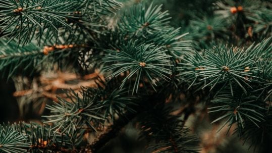 christmas tree blessing book bless