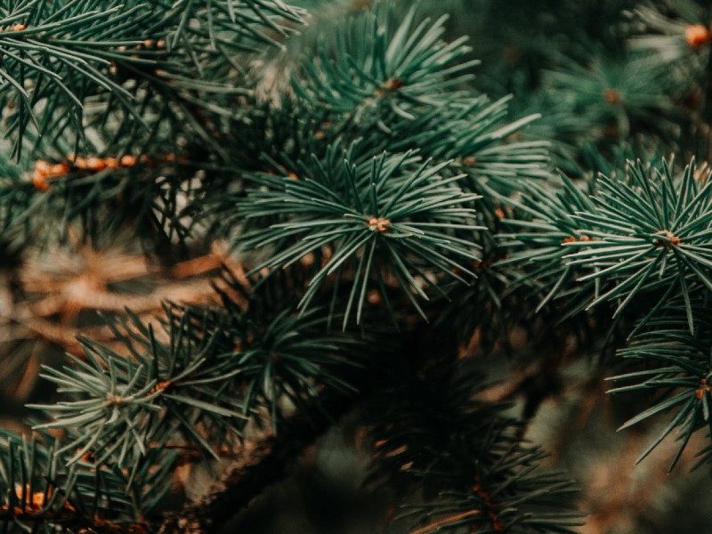 christmas tree blessing book bless