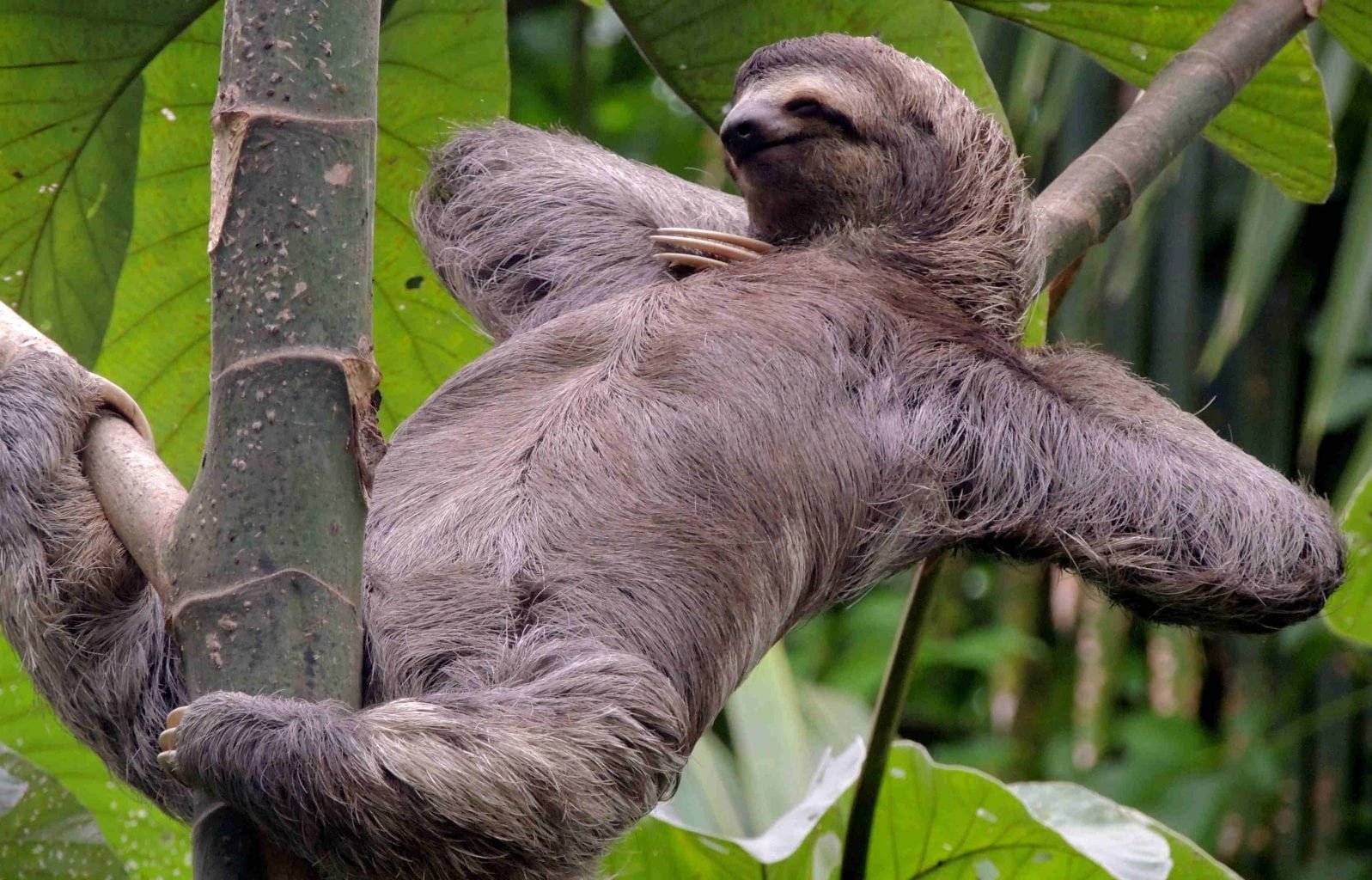 Sloth relaxing