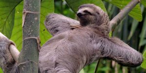 blessed poor in spirit beatitude sloth lazy poverty fourth 4th Sunday Ordinary time A poveri di spirito beatitudine pigro accidia poverta' quarta domenica tempo ordinario A Pobres de espíritu, pereza y bienaventuranzas El Sermón de la Montaña facebook