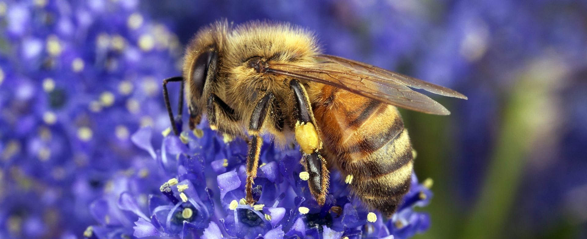 bee collecting pollen