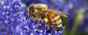 devotion francis de sales january 24 calling station in life bee
