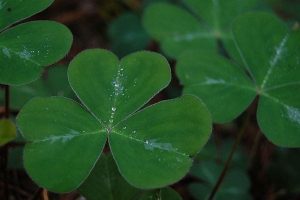 3 leaf clovers why the trinity matters masonry