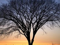 40 Idee per ottenere il massimo dalla Quaresima Barren Tree, sunset, grass, barren, orange, black, 600x600