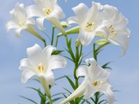 No es un fantasma - La pascua y los evangelios gnósticos Easter Lilies, sky, blue, green, flowers, 500x500
