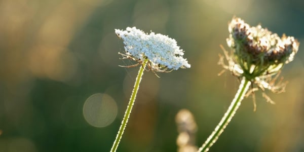 Dr. Italy, Marcellino D'Ambrosio