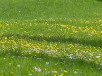 Green field, flowers, yellow, white 600x300
