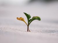 Cuaresma - 40 ideas para aprovechar más la temporada