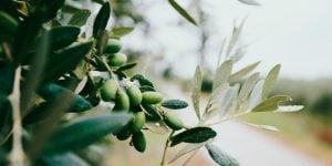 Dr Italy, Olives