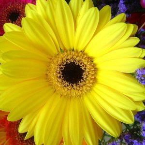 Sunflower Baptism of the Lord and the Sacrament of Confirmation masonry