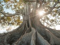 Tree Roots, sunlight, tree, leaves 500x500