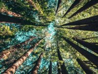 Trees, forest, blue sky, 500x500, 2nd