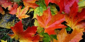 autumn feathers Fundamental Theology - What it is & Why It's Decisive masonry