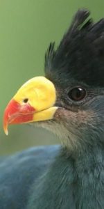 bird close up Lenten Fasting and Almsgiving - Leo the Great masonry