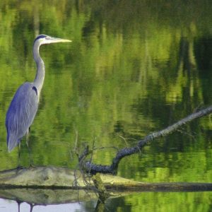 bird on branch in lake Immaculate Conception & Mary as a Model of Faith masonry