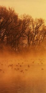 birds in a dust storm Born for us, Emmanuel - Irenaeus masonry