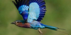 blue bird in flight masonry
