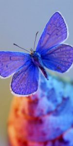 blue butterfly on rock Understanding the Mass, Part IV - His Presence in Word & Sacrament masonry