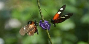 butterflies on a flower Bartimaeus & Faith that Acts Up masonry