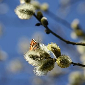 butterfly on branch Born for us, Emmanuel - Irenaeus masonry