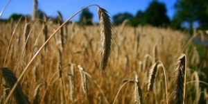 close up wheat field masonry Augustine, Free Will and God's Grace
