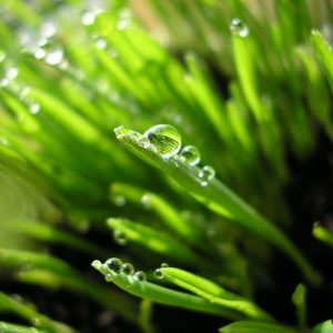 dew on a blade of grass Holy Spirit and the Catholic Church masonry