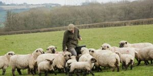 farmer in a flock of sheep why call god father masonry