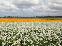 field of different colored flowers masonry