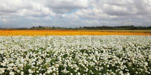 field of different colored flowers masonry
