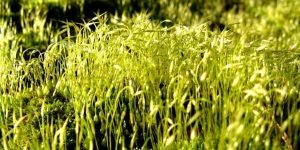 field of grass Hyde Amendment, a Key Election Issue masonry
