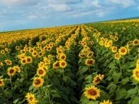 field of sunflowers masonry