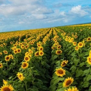 field of sunflowers masonry