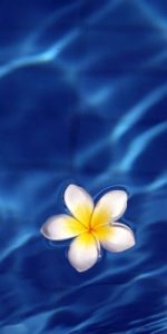 flower floating in a pool Abundant Life From the Good Shepherd masonry