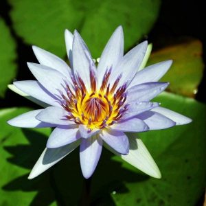 flower in pond Transfiguration, Law & Grace - Leo the Great masonry