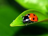 ladybug on a leaf Authority in the Early Church - Irenaeus to Origen masonry