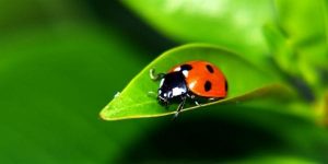 ladybug on a leaf Authority in the Early Church - Irenaeus to Origen masonry