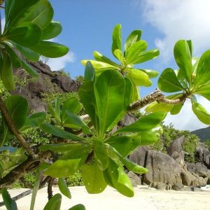 leaves of a tree on a beach Forty Days of Lent & the Temptation of Christ masonry