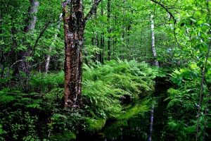 mossy forest dealing with sexual abuse scandal masonry